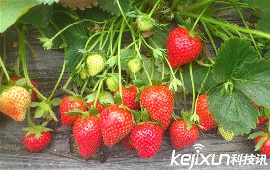 中國十大最臟果蔬排行 葡萄含有15種農(nóng)藥成分!