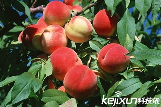 中國十大最臟果蔬排行 葡萄含有15種農(nóng)藥成分!